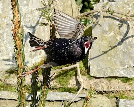 starling